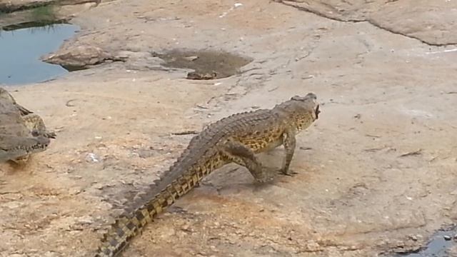 Chicken Escapes Crocodile Feeding, Yamoussoukro, Ivory Coast, 2015 смотреть онлайн