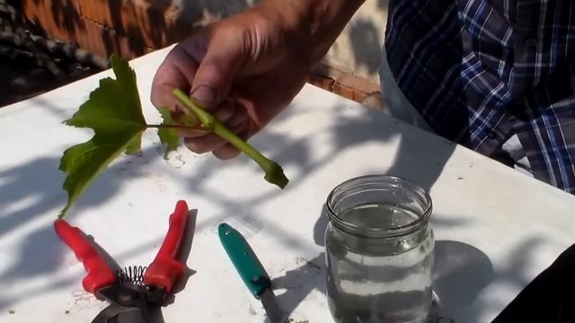 Саженцы из ЗЕЛЁНЫХ черенков смотреть онлайн