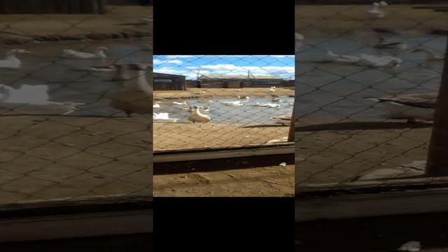 VID_20240906_115627.mp4