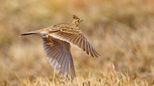 Звук жаворонка: как поёт жаворонок