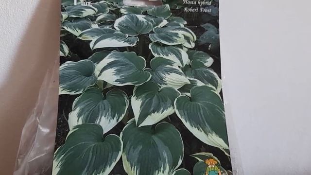 #hosta #хостаРобертФрост / Хоста Роберт Фрост( лат. Hosta Hybridum Robert Frost). Достоинства хосты