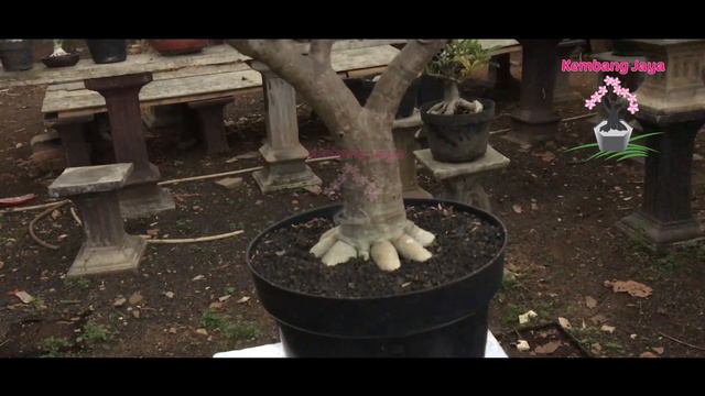 CANTIKNYA!!! CUTTING ADENIUM BLACK SOMALENSE смотреть онлайн