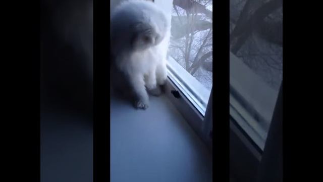 Самое смешное видео про кошку Милу смотреть онлайн