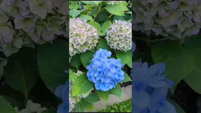 Осенний цвет 25.09.23 смотреть онлайн