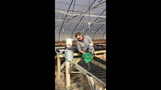 Growing Native Azaleas From Seed Pt. 2 смотреть онлайн