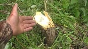 Кусторез. Косим молодой лес! Испытание самодельного кустореза на трактор ЮМЗ-6