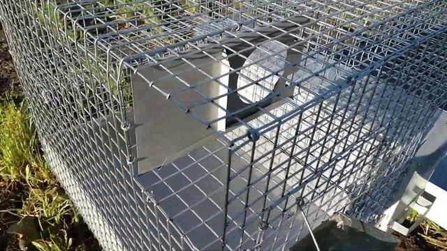 Клетки для разведения шиншилл смотреть онлайн