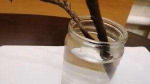 Как вырастить яблоню из ветки