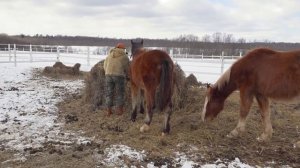 Обучение лошади первым командам. Уступка давлению, "шаг".