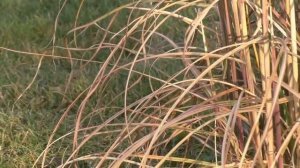 Мискантус китайский Грацилимус у меня в саду. Декоративные злаки в Подмосковье.