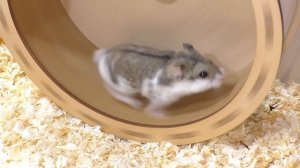 НОВЫЙ Хомячок / Для кого Приехал Жених? / Alisa Easy Pets