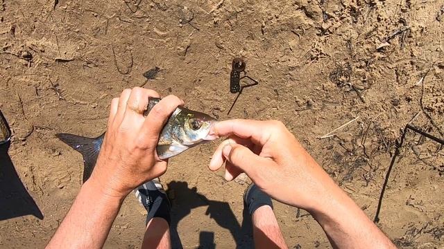 рыбалка отчеты о рыбалке за 06.06.2021 фидер лещ подлещик смотреть онлайн