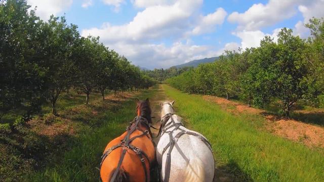 Sleeping Giant Rainforest Lodge смотреть онлайн