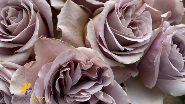 Rose Cafe Latte смотреть онлайн