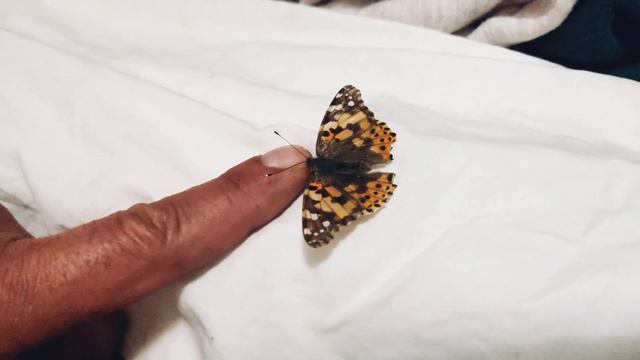 Vlog:Жизнь на острове Родос 🇬🇷 Очень тёплый день/Прогулка у моря/🦋в доме ☺️семейный влог смотреть онлайн