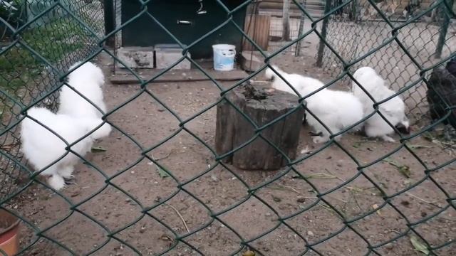 Китайские породы кур в моём хозяйстве смотреть онлайн