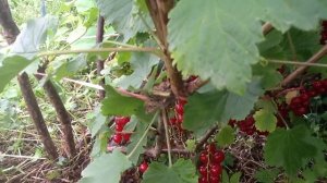 СУПЕРРАННИЙ сорт красной смородины Йонкер Ван Тетс !!!
