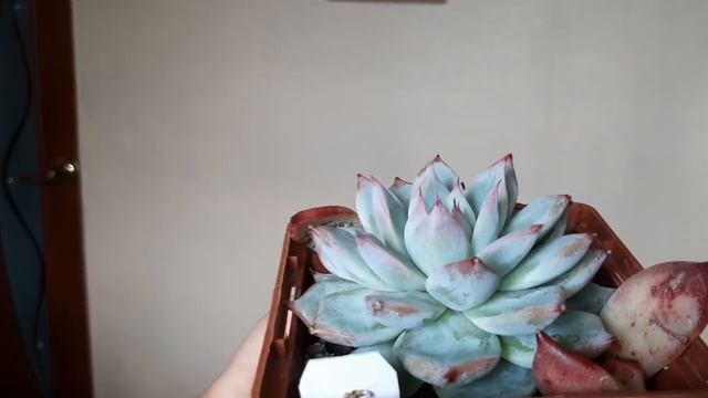 Приехала очередная закупка.Анонс 3. смотреть онлайн