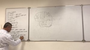 Строение конечного мозга. End-brain structure