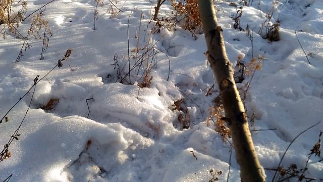 Охота на зайца петлями. Установка петли с потаском на зайца-беляка смотреть онлайн