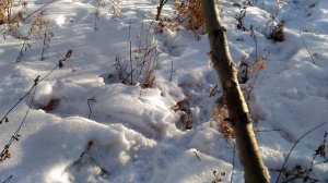 Охота на зайца петлями. Установка петли с потаском на зайца-беляка