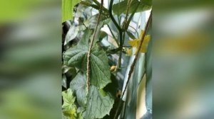 ОГУРЦЫ БАЛКОННОЕ не ЧУДО, МОЙ ОПЫТ || CUCUMBERS BALCONY MIRACLE