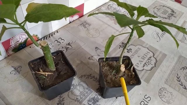 Бругмансия. Перезимовала хорошо. смотреть онлайн