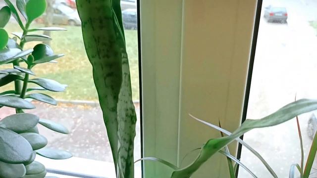 ОБЗОР растюшек!❤️?