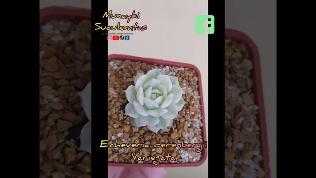 Echeveria derenbergii forma variegata смотреть онлайн