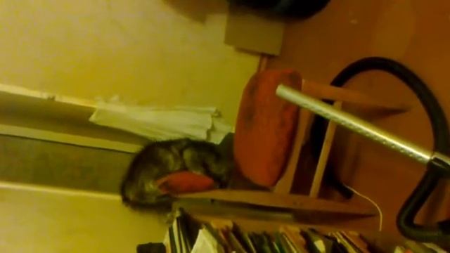 Crazy cat смотреть онлайн