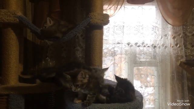 Котята Мейн-кун смотреть онлайн