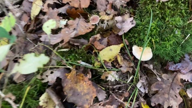 Hydnum repandum (Ежовик жёлтый), November 5, 2021 смотреть онлайн