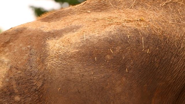 Naissances Au Zoo, Au Secours Des Espèces En Danger
