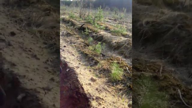 Влог.Гуляем по лесу смотреть онлайн