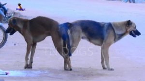 Dog meeting at country side , country side mating dog, red black dogs meeting so sweet.02