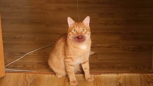 Ты что-то забыл здесь , петушок? смотреть онлайн