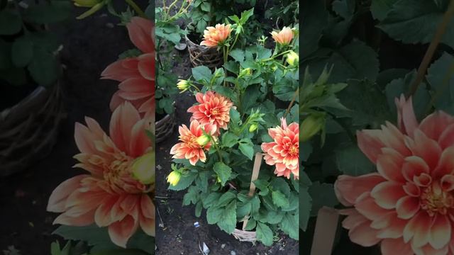 Hoa thược dược 20 nụ tại vườn MR Thiện - 0931852928 смотреть онлайн