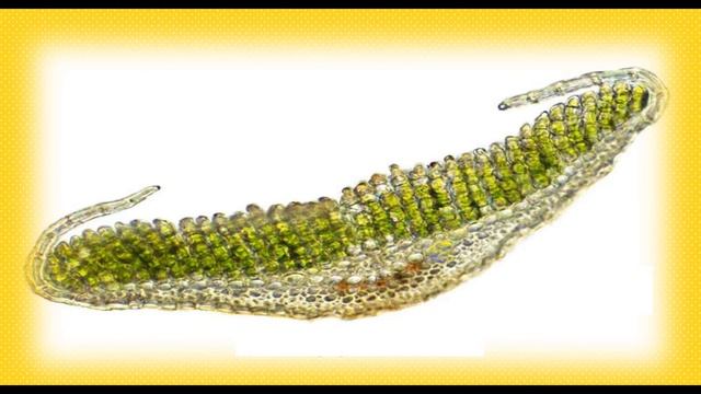 Высшие растения.Отдел моховидные/Higher plants.The department is mossy. смотреть онлайн