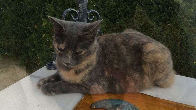 Gattina Emy da selvaggia a dolce смотреть онлайн