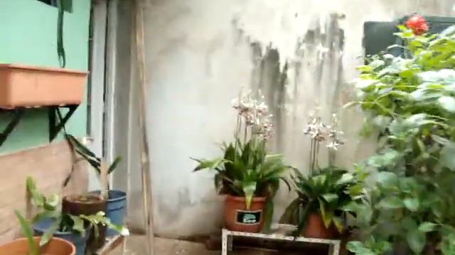 el jardin de pablo (muestra general) смотреть онлайн