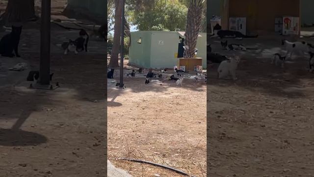 Толпа котов и кошек на пляже, пляж, пальмы, кот, кошка, пальмы, животные