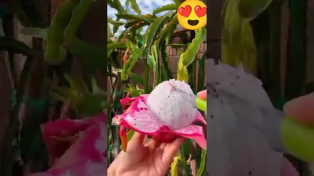 #dragon fruit opening in easy way. #satisfying #yummy #yt @mercycabasagchannel смотреть онлайн