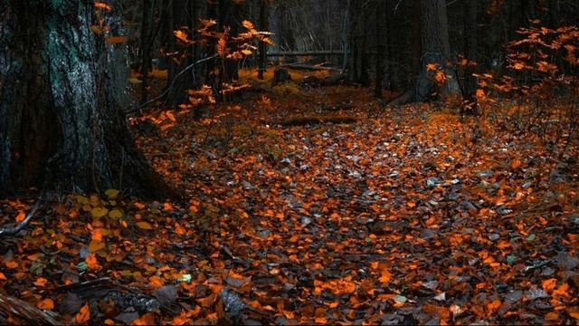 СТРАШНЫЙ РАССКАЗ I ИСТОРИЯ НА НОЧЬ смотреть онлайн