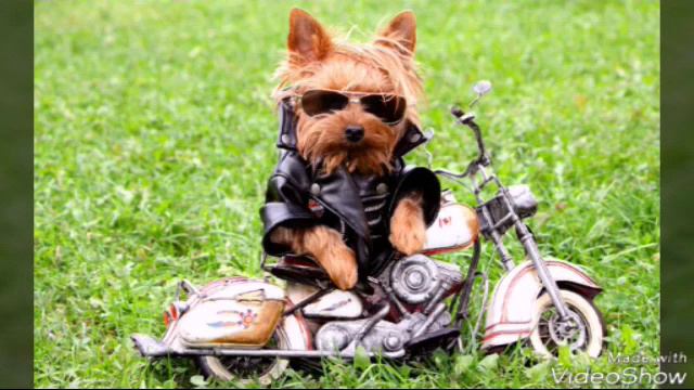 Клип про щенков смотреть онлайн