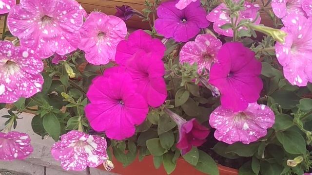 Петуния Дот стар - аналог вететативки?☀️ смотреть онлайн