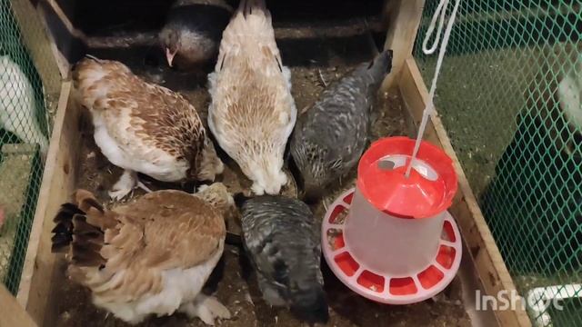 Думки про фаверолей...