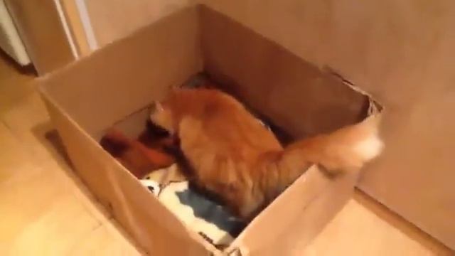 кот с характером) смотреть онлайн