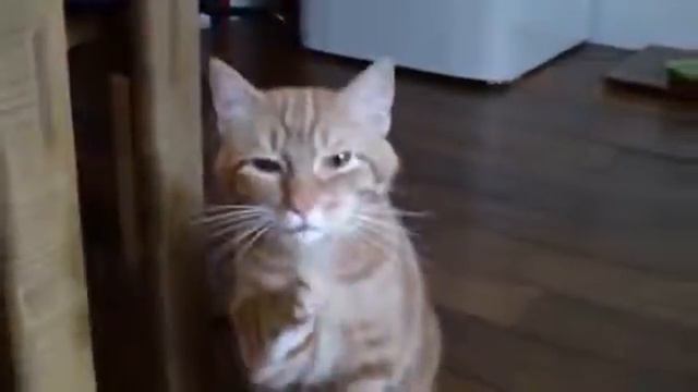 Кот Чихуахуа Чихает смотреть онлайн