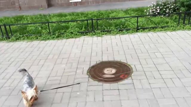 Ребёнок выгуливает собаку смотреть онлайн