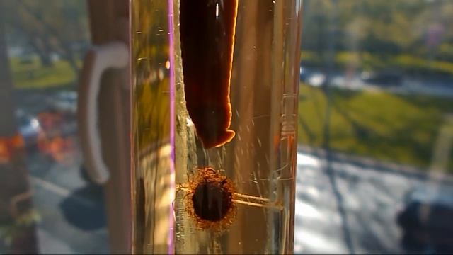 Leech with cocoon - Pijawka z kokonem - Hirudinea - Hirudo смотреть онлайн